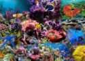 DESCOPERA SI CRESTI! – Recifele de corali